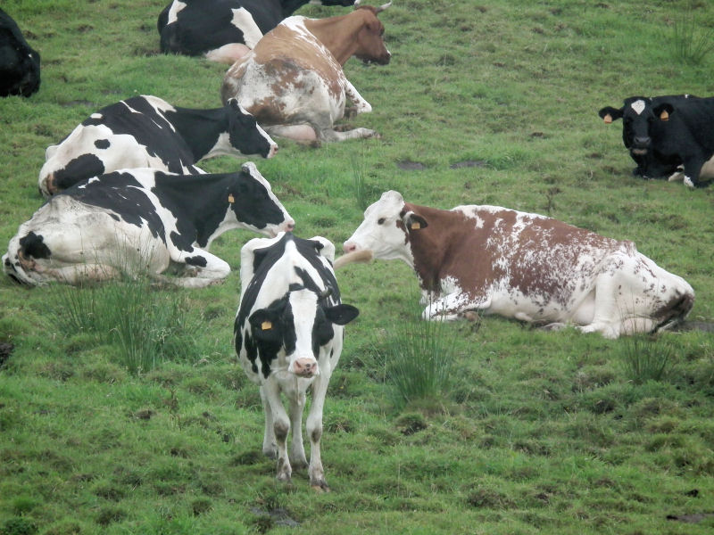 Local cattle Pico