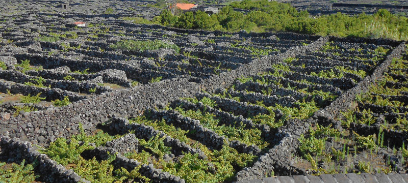  Lajido Basalt Walled Vineyards from top of Windmill