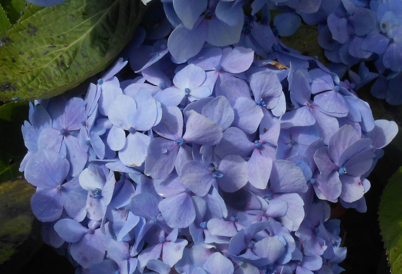 Hydrangeas Mount Pico