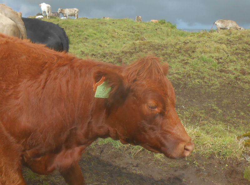 Local cattle Pico