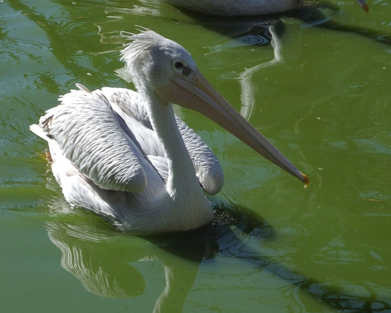 Australian Pelican