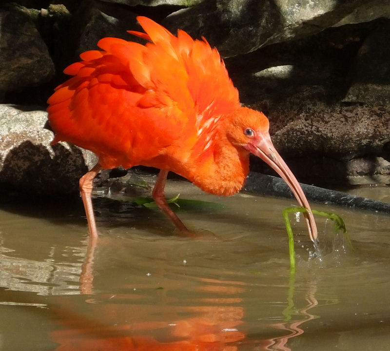  Scarlet Ibis