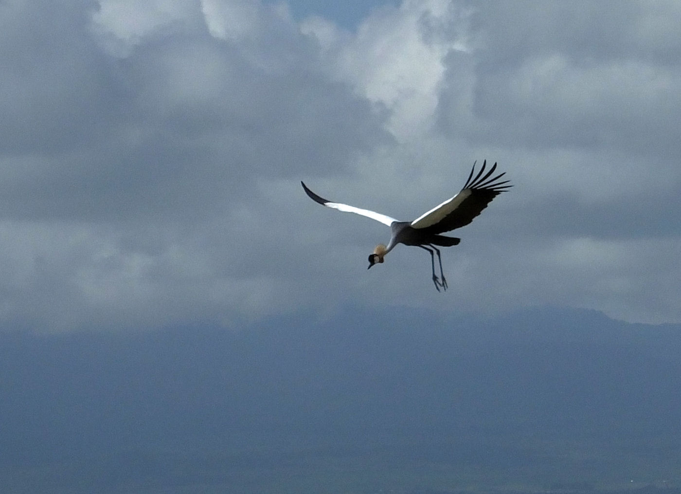 Crowned Crane coming in to land