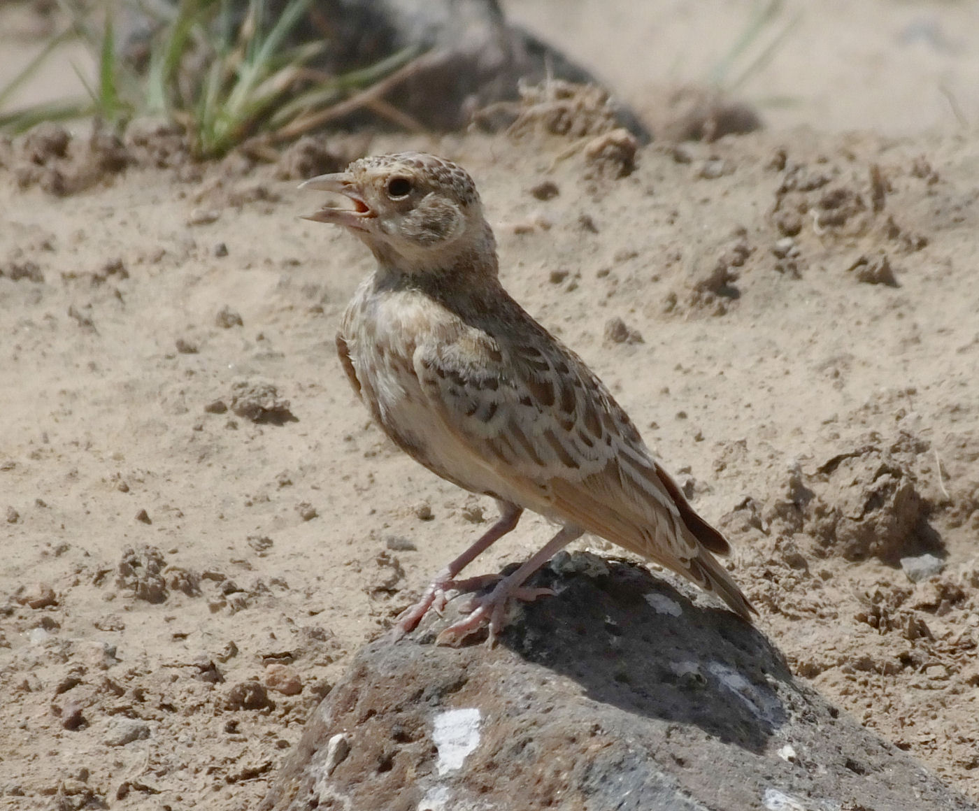 Merlin suggests_Fischers Sparrowlark_Female