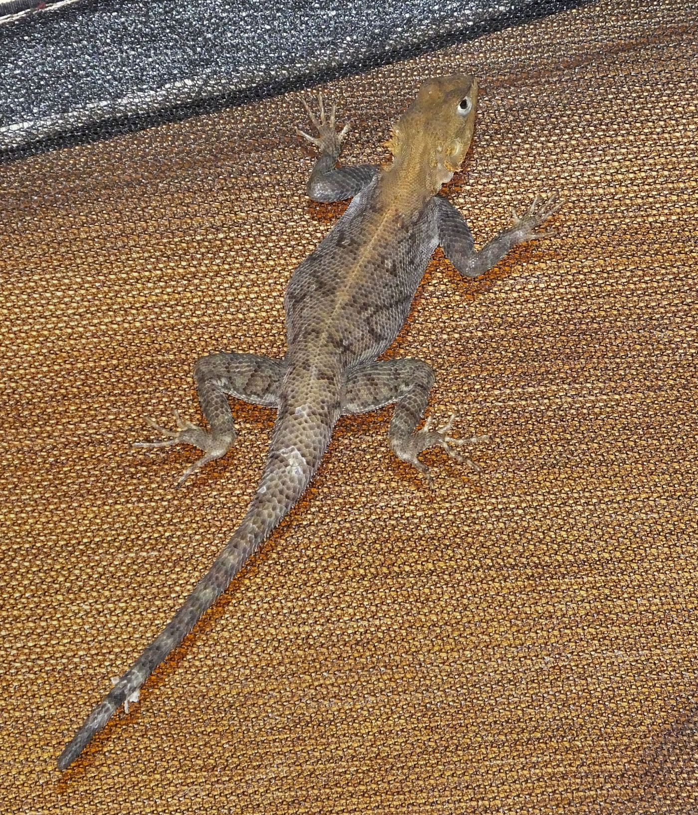 Large Lizard inside Tent 8
