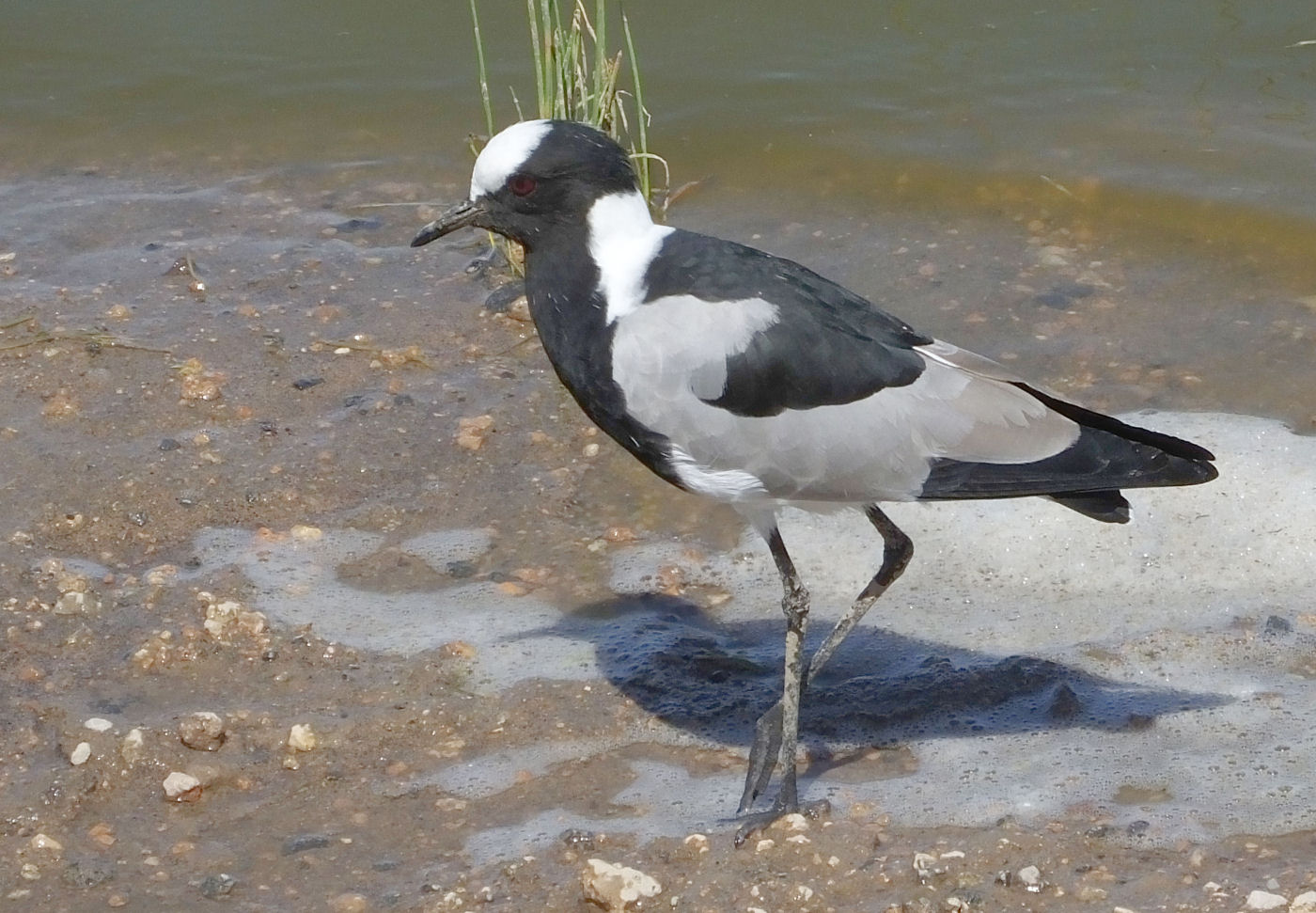 Blacksmith Plover or Lapwing