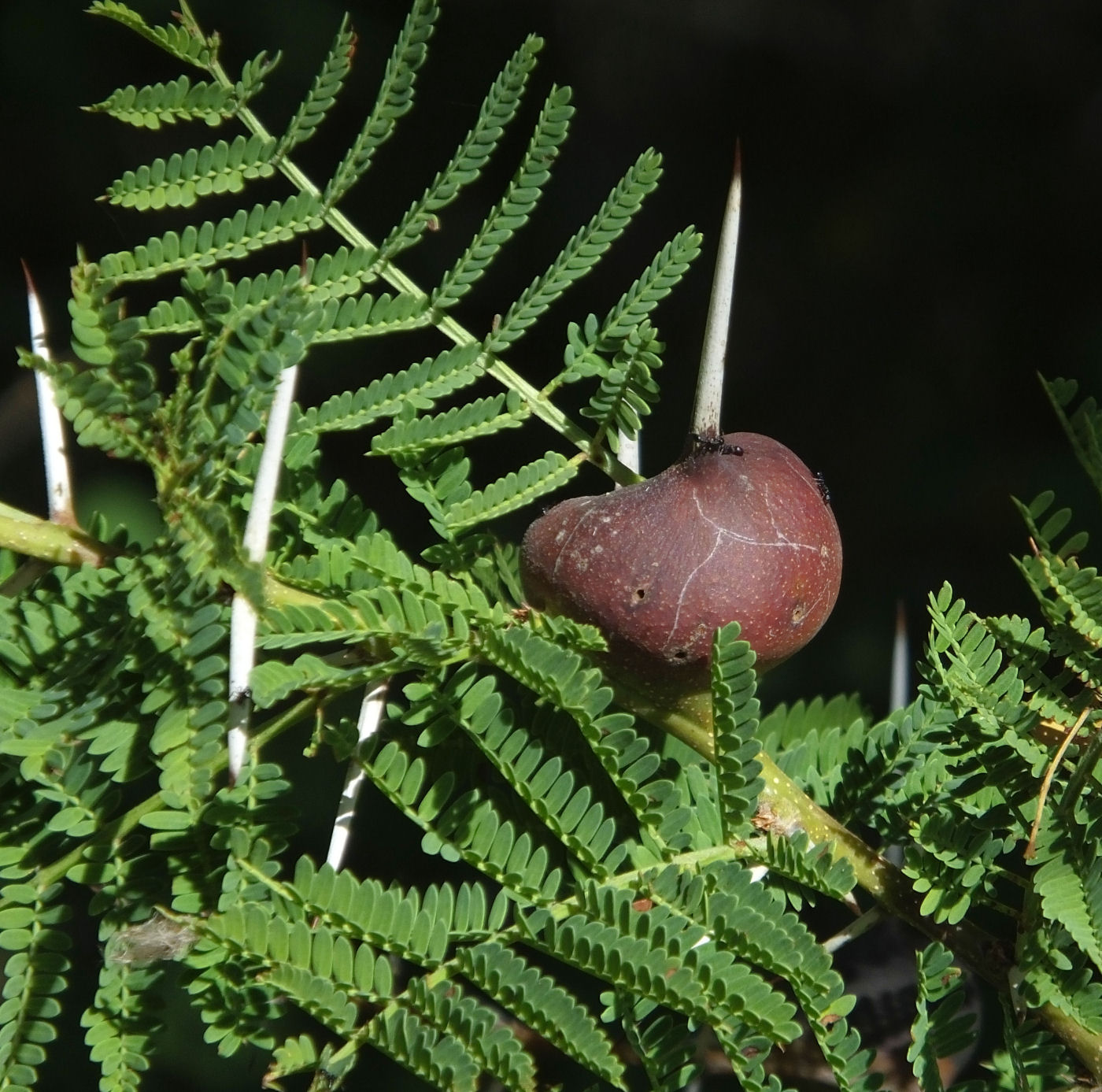 Whistling Acacia provide homes for ants_who then protect the tree