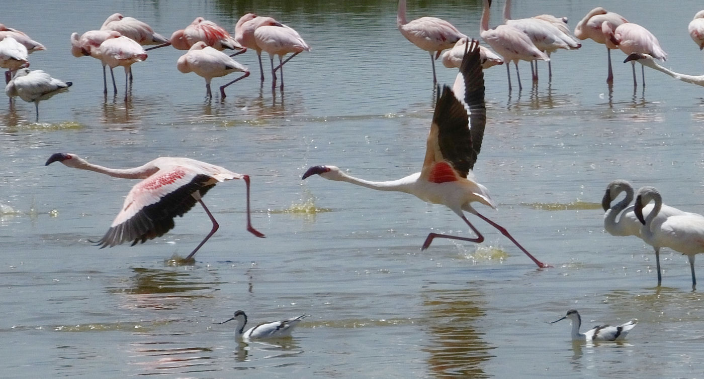 Lesser Flamingos taking off