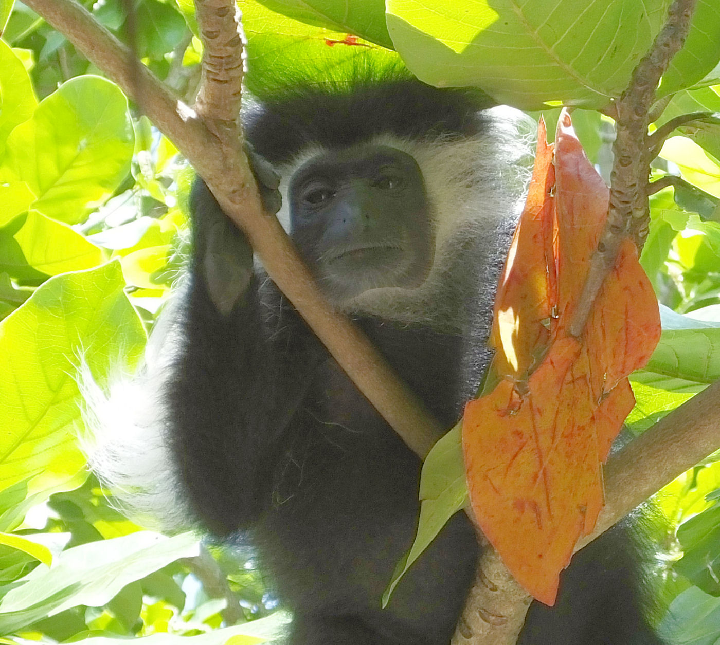 Black and White Colobus Monkey