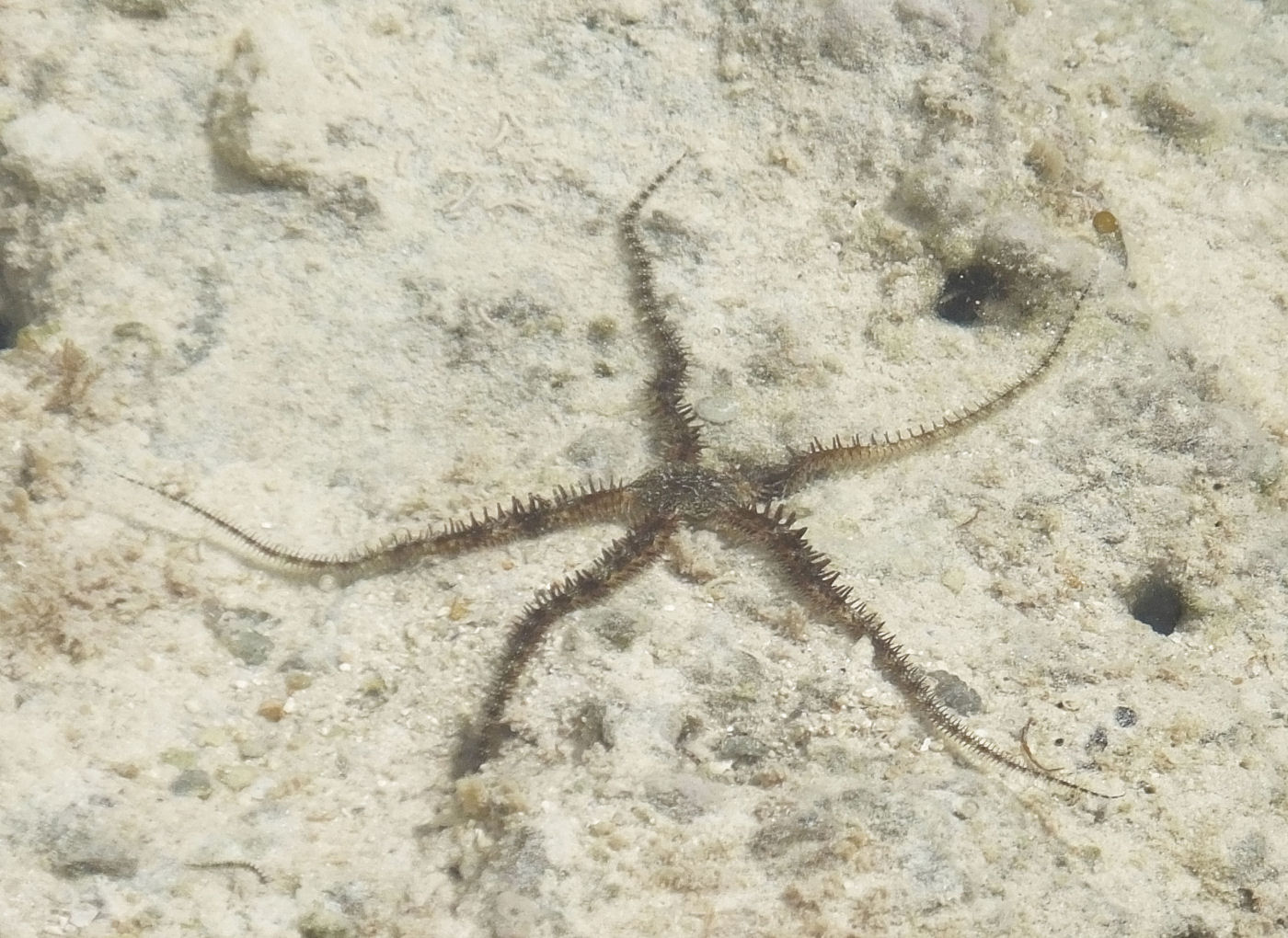 Sea Spider has five arms