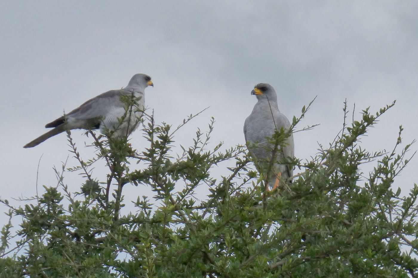 Eastern Chanting Goshawks