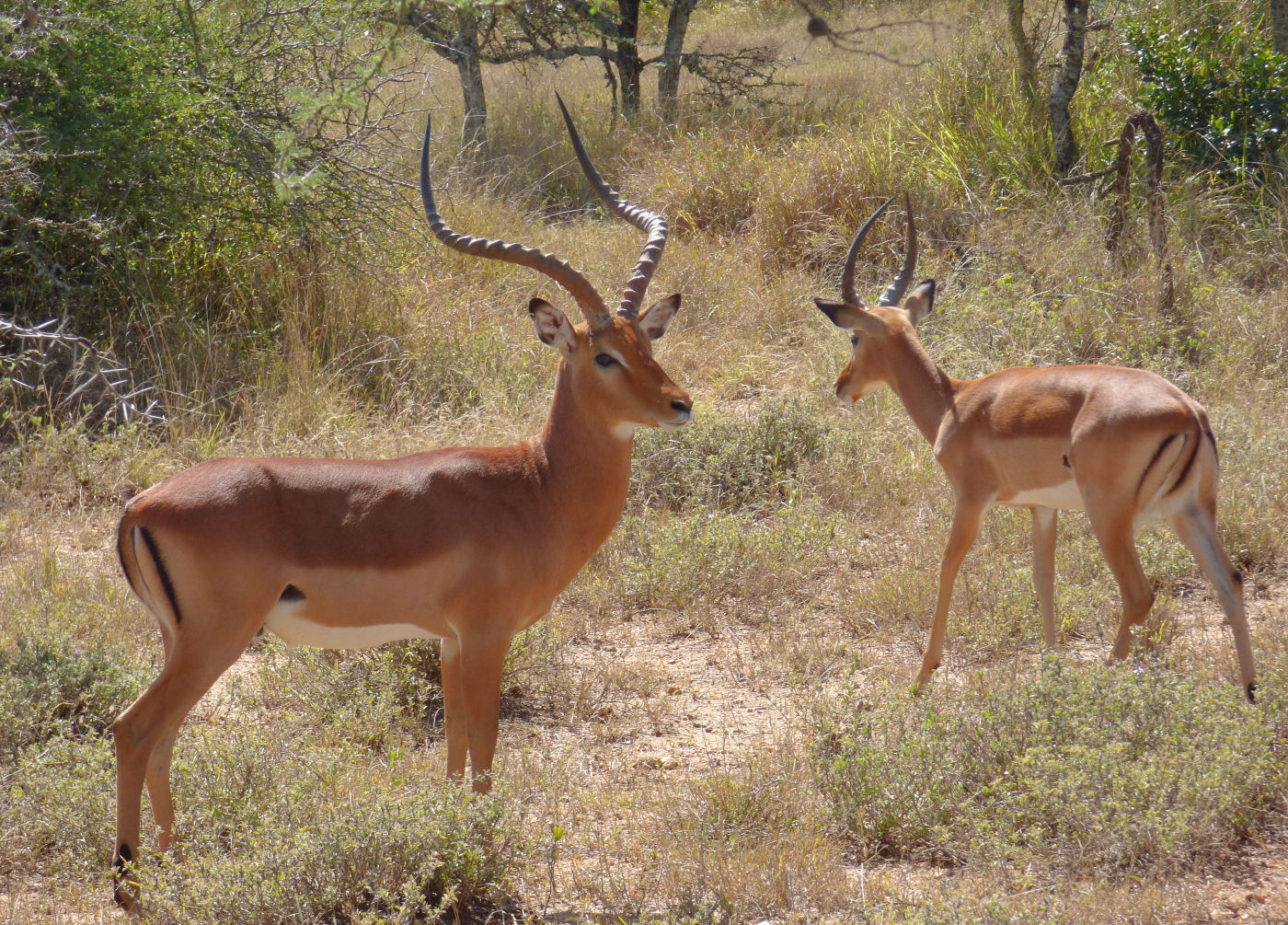 Male Impala