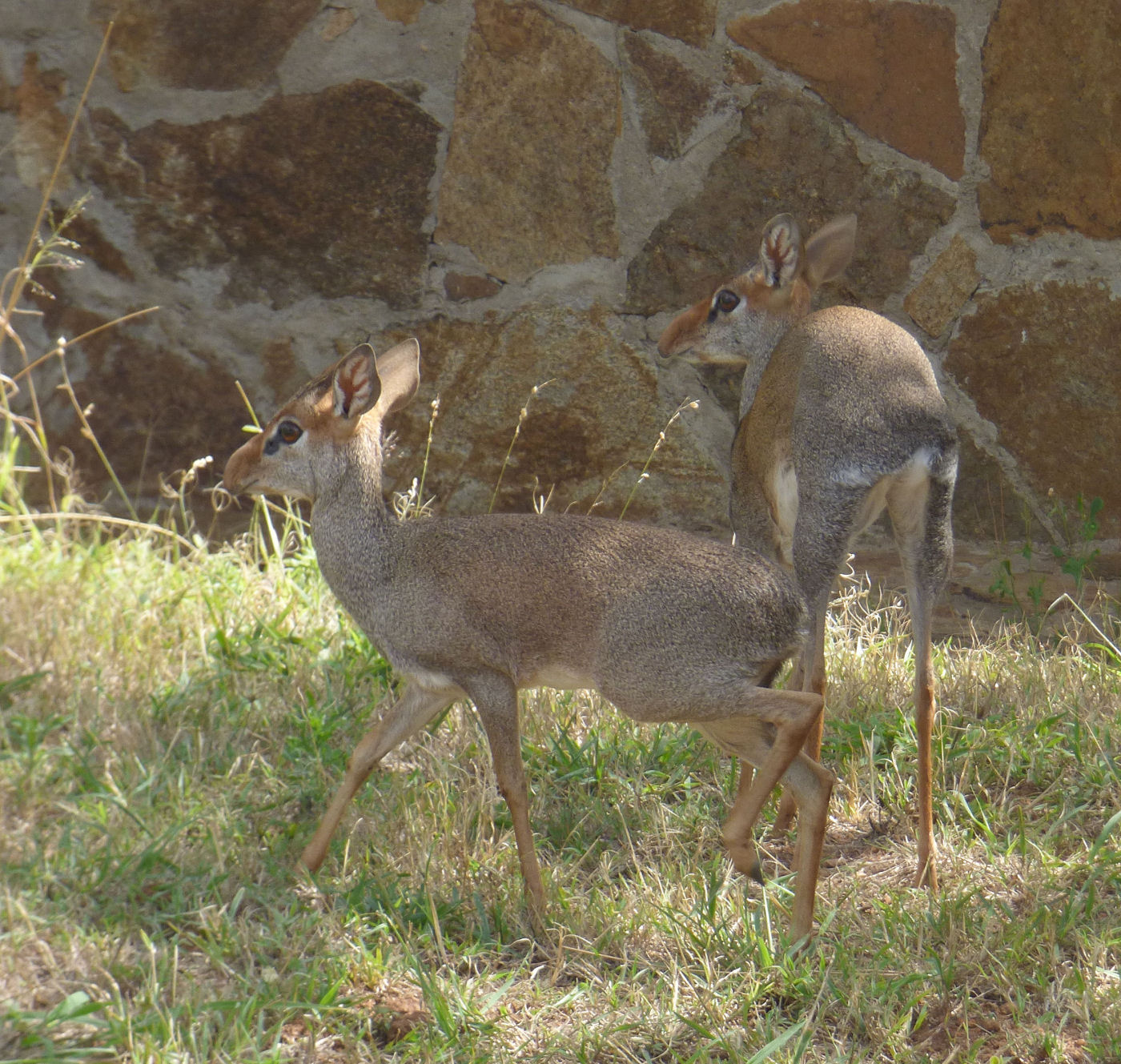 Two Dik Diks near pool