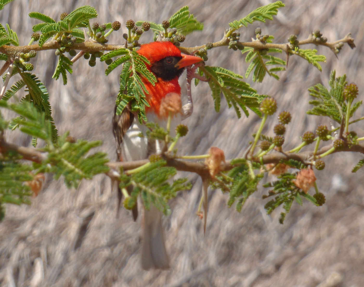 Red Headed Weaver