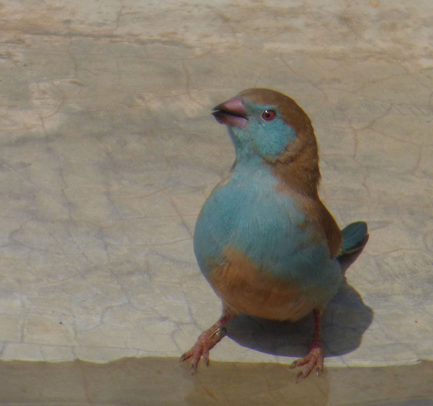 Female Red Cheeked Cordon Bleu by pool