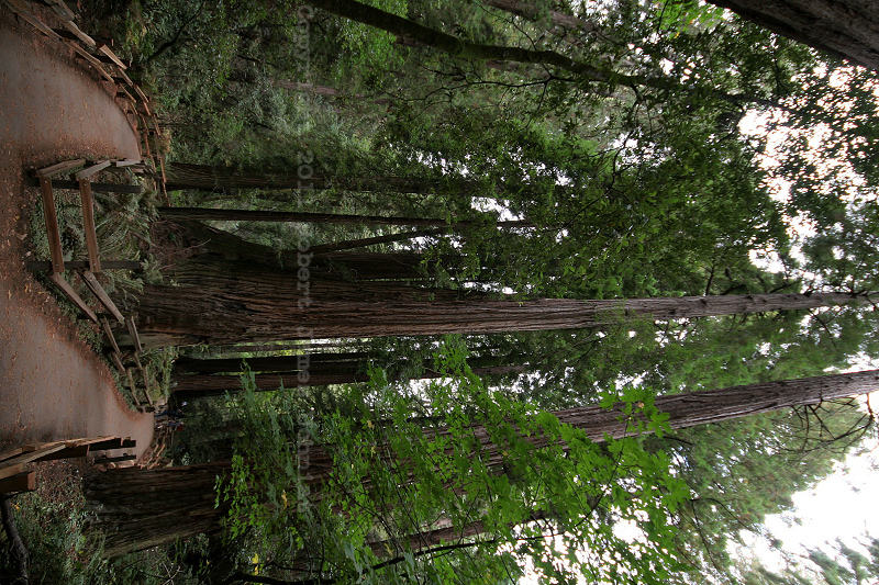 Muir 6.JPG