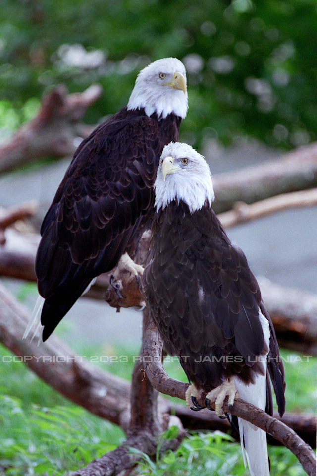 Bald Eagles 00.jpg