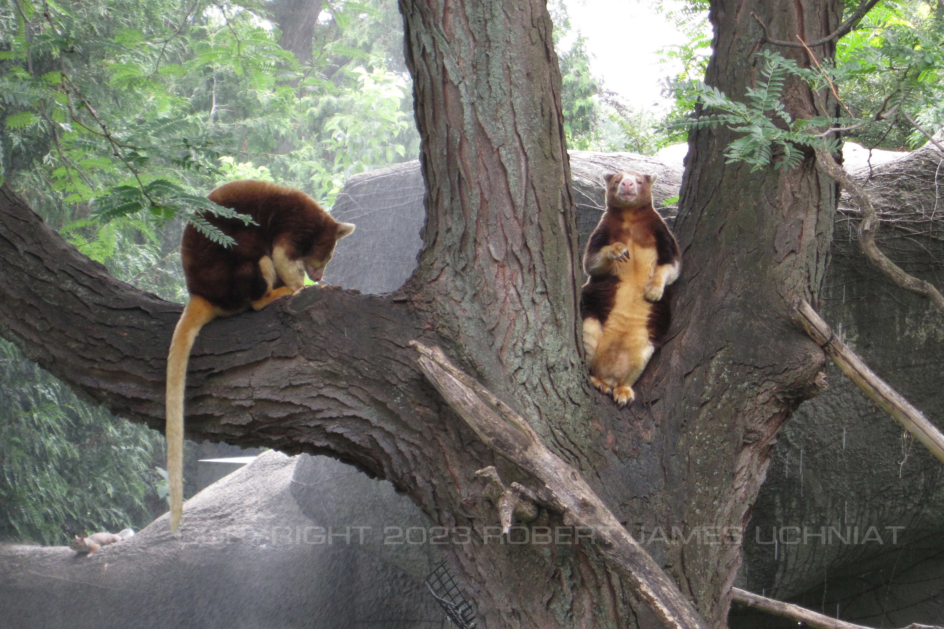 Red Ruffed Lemurs 18.jpg