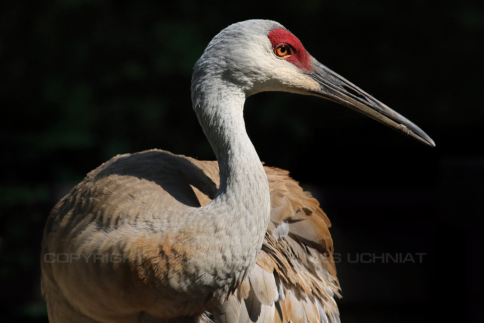 Sandhill Crane 23.jpg