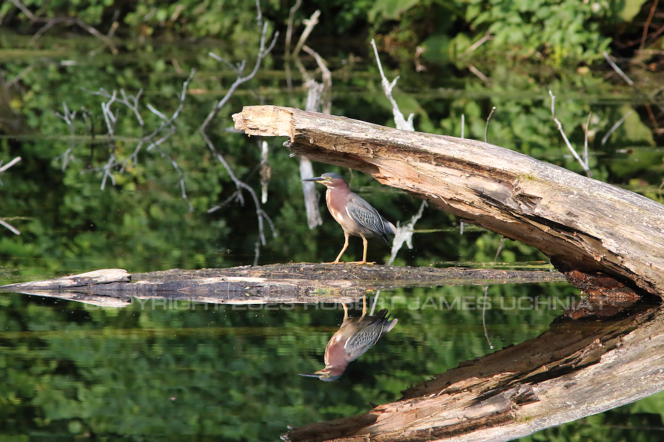 Green Heron logs 23.jpg