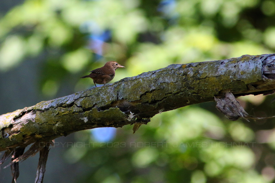 House Wren 23.jpg