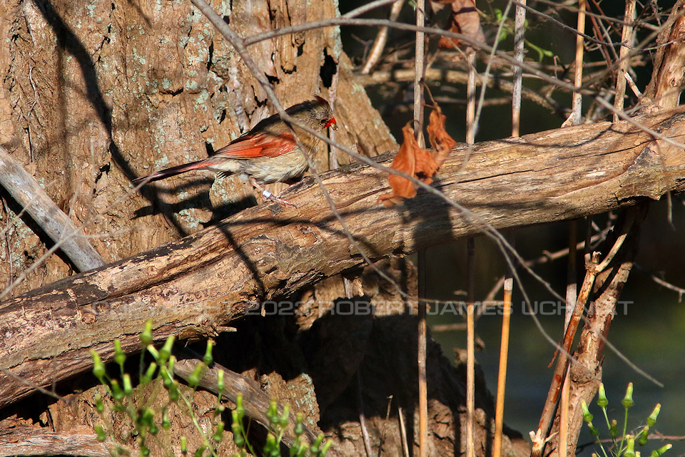 Cardinal Female 23.jpg