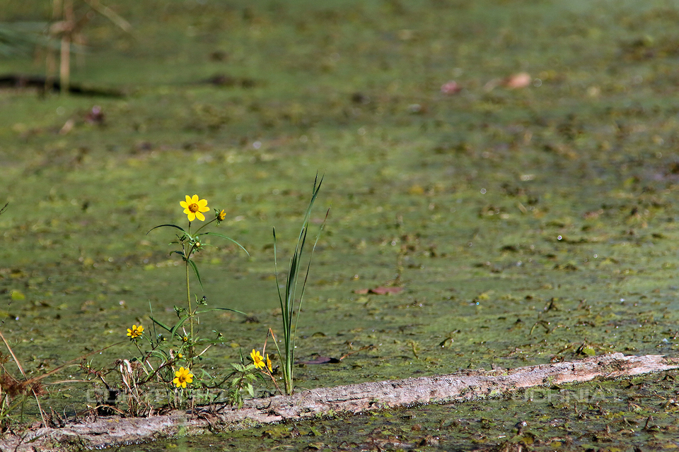 Bur Marigold 23.jpg