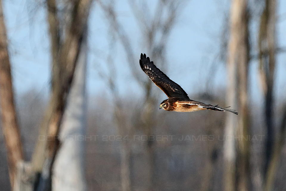 Northern Harrier flight 2 24.jpg