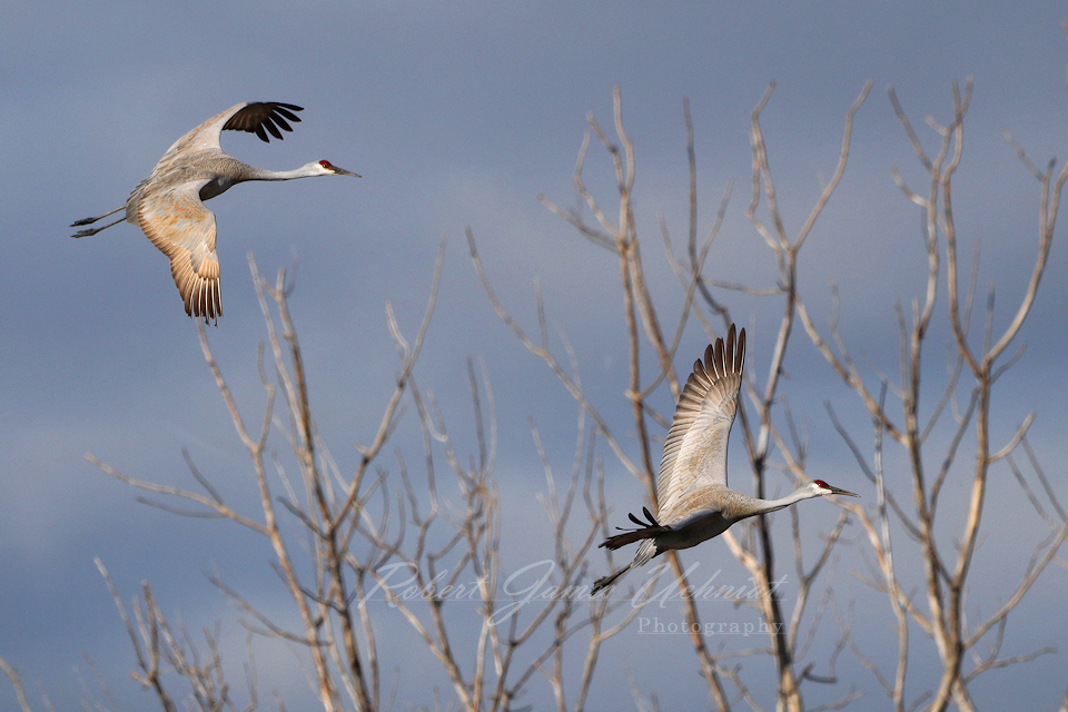 Sandhill Cranes flight tree 24.jpg