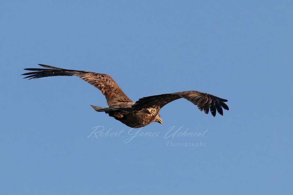 Bald Eagle Juvenile in flight 1 24.jpg