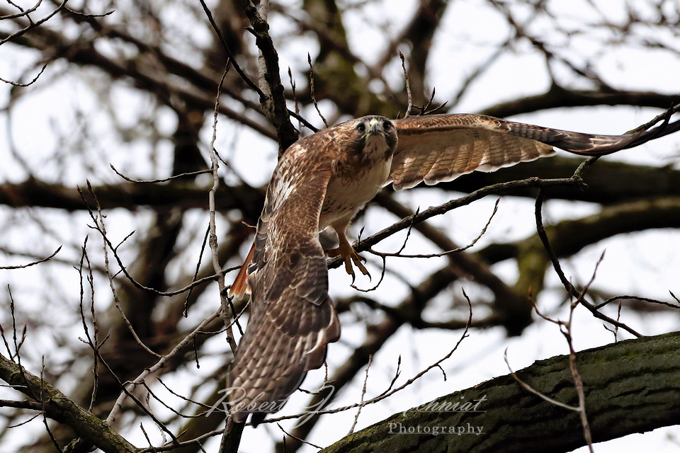 Red Tail Hawk take off 24.jpg