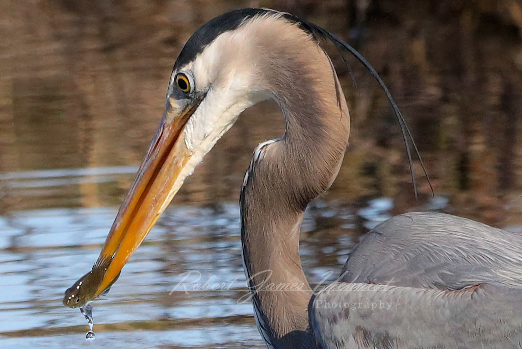 Great Blue heron fish close up 24.jpg