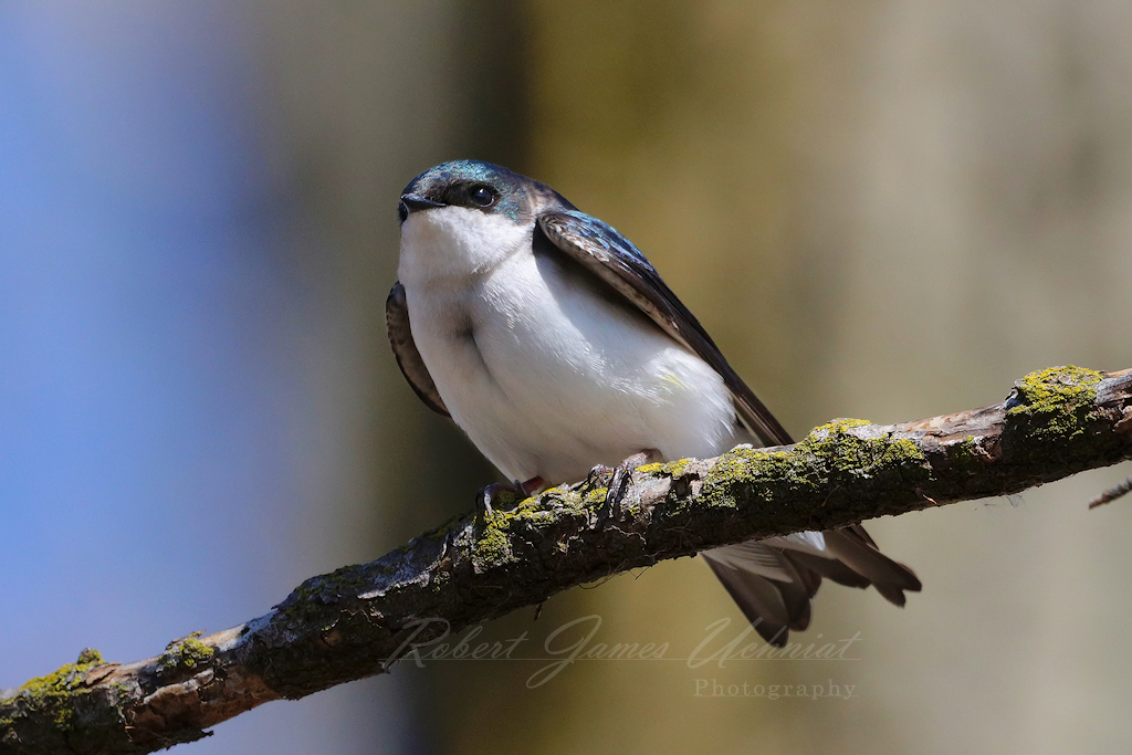 Tree Swallow on branch 24.jpg