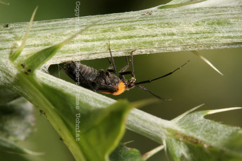 Orange Black Sawfly