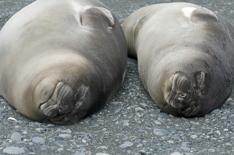 Elephant seal 'weaners' (newly weaned)