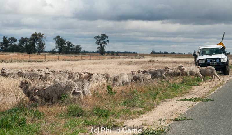 Herding a flock of merino sheep
