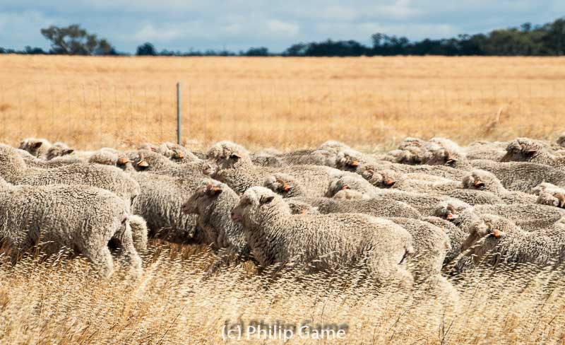 Merino sheep on the move at: Sheep Hills