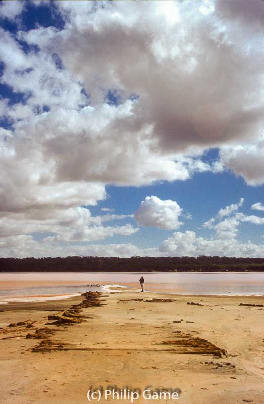 Remains of the saltworks jetty, Lake Kenyon, Pink Lakes