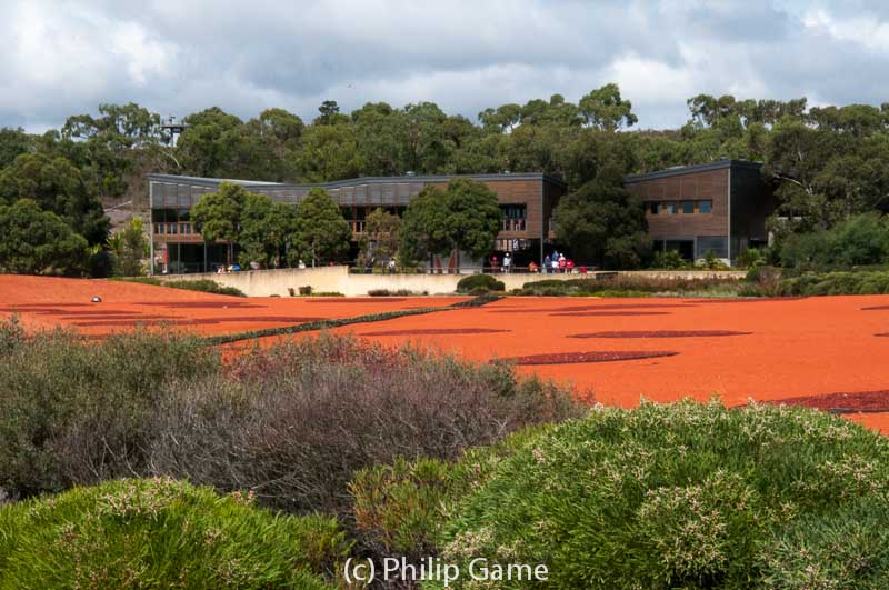 Looking back across the Red Sand Garden at the Australian Garden, Cranbourne
