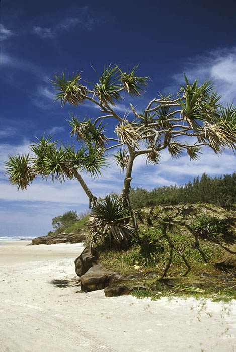 Pandanus palm on the 75 Mile Beach, Fraser Island, Queensland