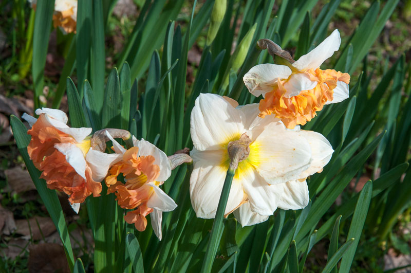 Spring daffodils in Bookham, Surrey