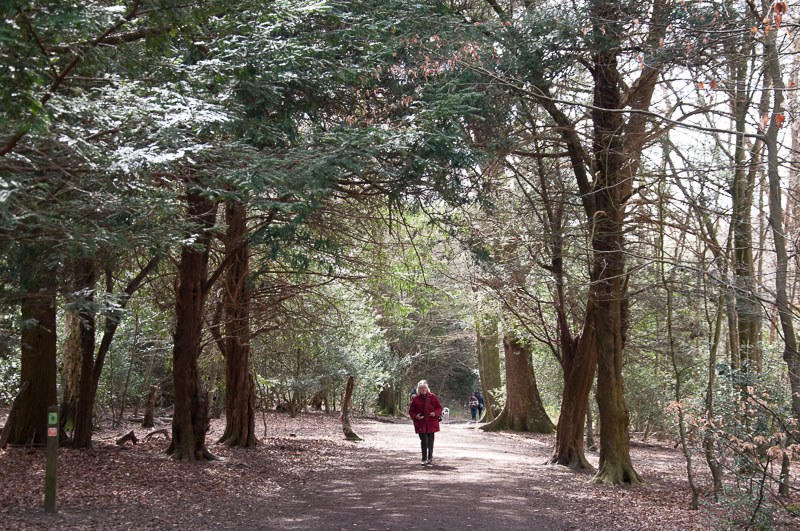 A walk in the woods on Box Hill, Surrey
