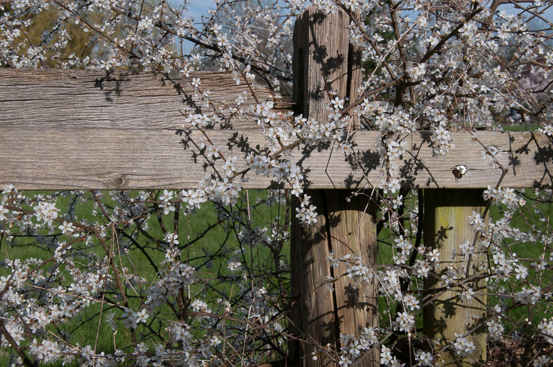 Spring blossom along our local public path