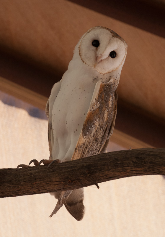 Barn owl, Alice Springs Desert Park