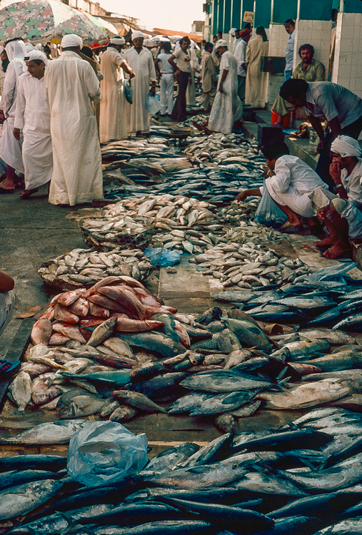 Fresh-caught fish at the Dubai Souq (market), UAE, 1984