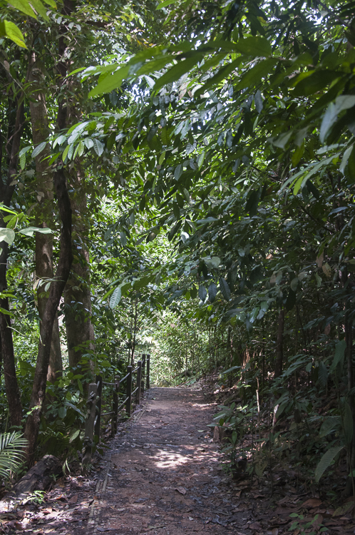 Forest paths at Bukit Timah Nature Reserve, Singapore