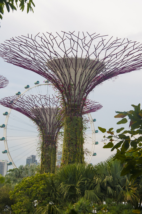 Supertrees at Gardens by the Bay South, Singapore