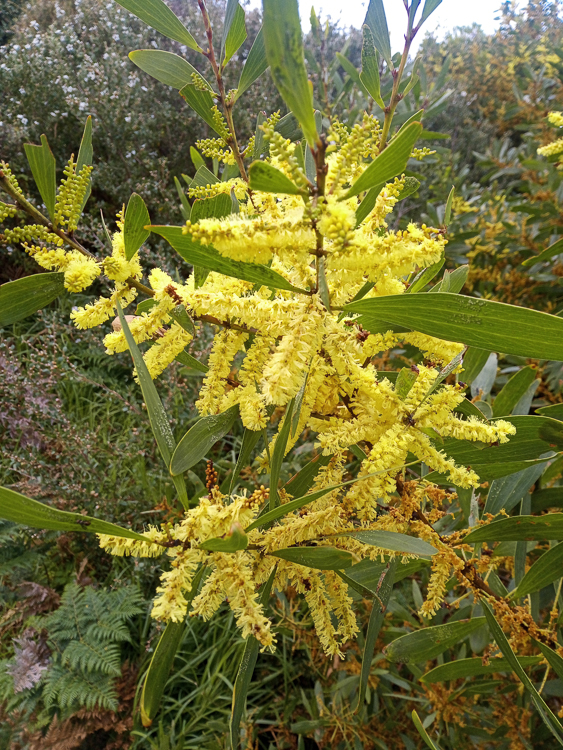 Native wattle blossom heralds the end of winter