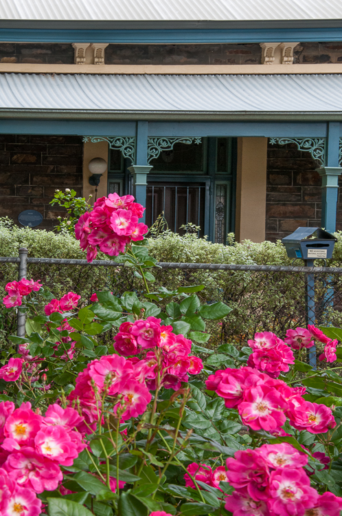 Roses flourish outsid period homes in North Adelaide, SA