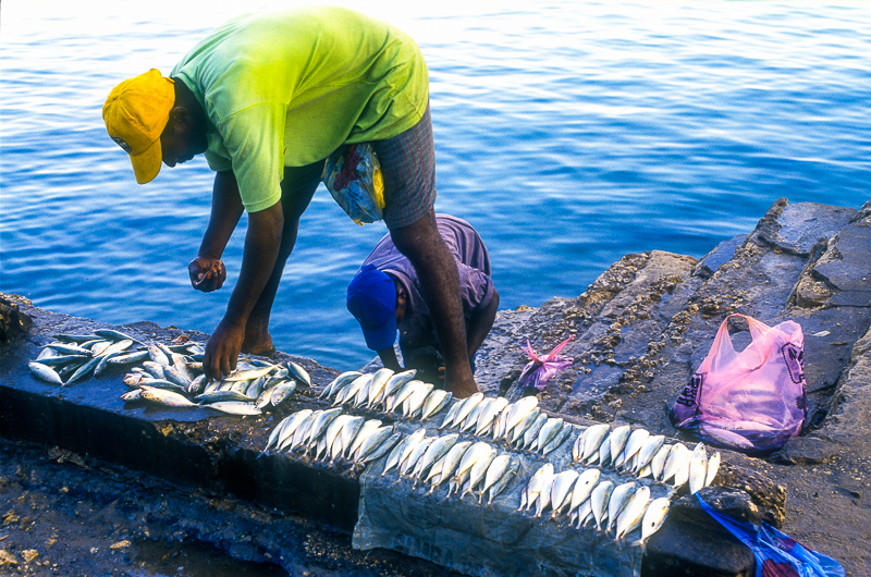 Fishermen setting out their catch, Zanzibar, East Africa